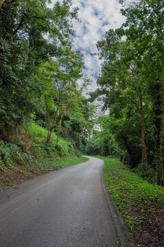 Wet asphalt road winding through a lush Hungarian forest
