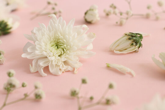 Top view image of white flowers on pastel background
