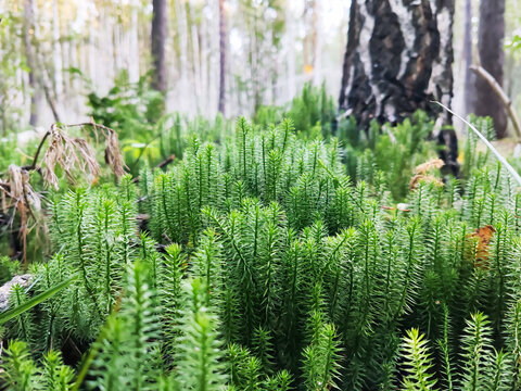 Dense green clubmoss carpet covering forest floor near birch tree trunk. Yellow leaves and dried vegetation among lush moss. Blurred forest background with thin tree trunks. Nature and ecology concept