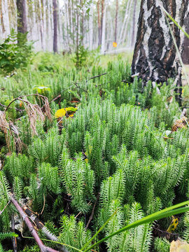 Dense green clubmoss carpet covering forest floor near birch tree trunk. Yellow leaves and dried vegetation among lush moss. Blurred forest background with thin tree trunks. Nature and ecology concept