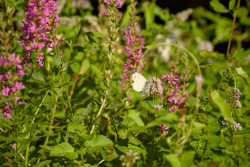 Obraz premium Small white butterfly feeding on nectar from a pale pink flower among blooming purple wildflowers