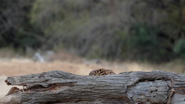  Cheetah inspecting a fallen tree