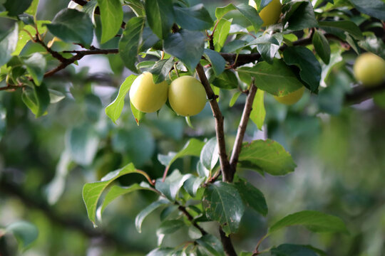 ripe plum on a tree in a summer garden. Beautiful natural background. Close-up of juicy yellow plums. Green dark background. New harvest. Organic produce. Plum tree. Vitamins. Food. Cherry plum.