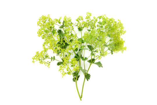 Ladys Mantle herb flower arrangement on white. Summer fresh flowers, medicinal plant for womans healthcare. On white. Alchemilla.
