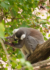 Fototapeta premium Lemur eating berries representing feeding behavior and food searching in arboreal mammals.