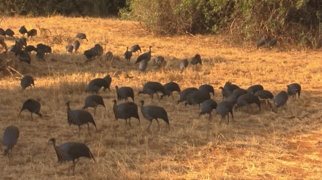 Guinea fowl. Blue bird of Kenya. Samburu, Africa