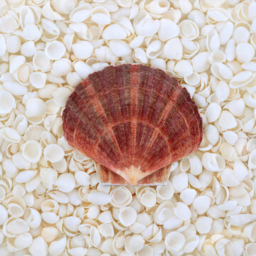 Scallop, white cockleshells abstract background. Decorative art seashell design symbol of summer, beach, coast, seaside. Greeting card.