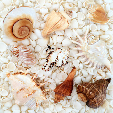 Collection of large seashells with white cockleshell background. Beach seaside coastal decorative art. Greeting card.
