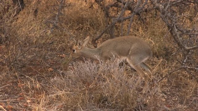 Dick dick a little antelope of Samburu, Kenya