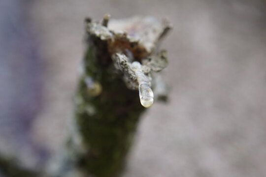 Macro photography of single crystal pine resin drop leaking from vertical tree branch end minimal texture background