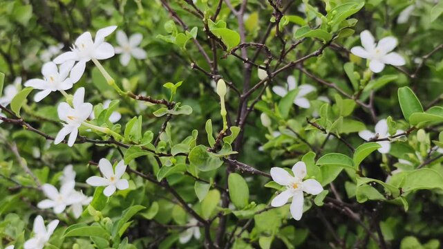 Close up beautiful white flowers in the garden. Natural spring and summer background.