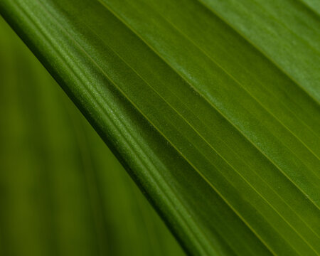 ABSTRACCI&Oacute;N Y DETALLE DE UNA HOJA DE ASPIDISTRA