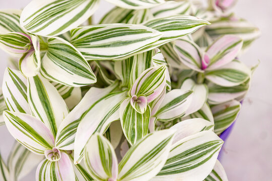 Close-up of Tradescantia &lsquo;Unicorn&rsquo; foliage with elongated green, white, and soft pink striped leaves, creating a lush botanical pattern and elegant tropical houseplant texture.