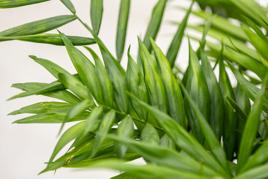 Close-up of lush green Chamaedorea elegans parlor palm leaves, showcasing delicate pinnate foliage and a natural tropical botanical texture.