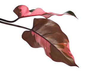 Philodendron Pink Princess Leaves Showing Pink Variegation and Dark Underside Isolated on transparent Background © DEWINs