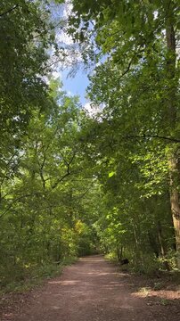 Path in the forest, vertical video. A European forest in summer. A road in the forest, the wind rustling the leaves.