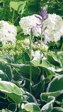 Variegated hosta plants with upright lavender blooms and white hydrangea backdrop in sunlit gardenbed vertical composition