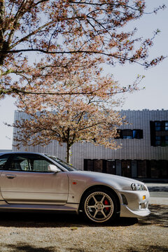 Silver Japanese sports car nissan skyline parked under a blooming pink cherry blossom tree in spring