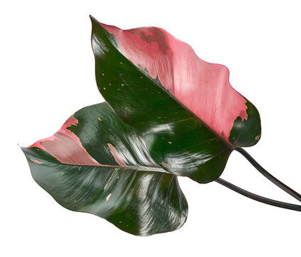 Philodendron Pink Princess (Philodendron erubescens 'Pink Princess') leaves with distinctive pink variegation and glossy dark green foliage, isolated on transparent background with clipping path.
