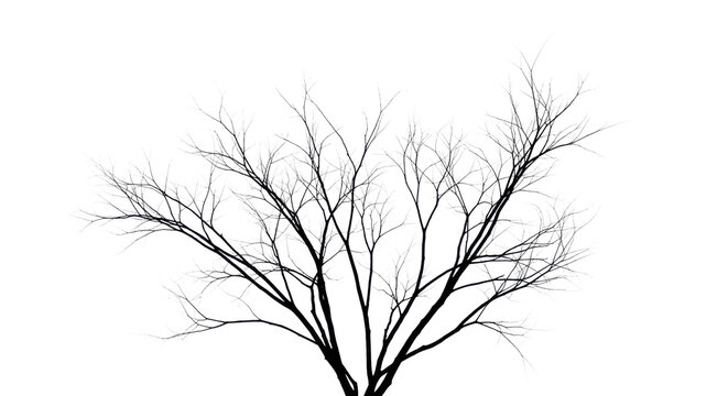 Silhouette of a bare tree branches against a gray background, symbolizing winter or dormancy in nature.