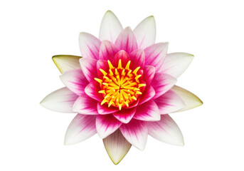 Obraz premium Vibrant pink and white water lily flower with yellow stamen, isolated on transparent background, symbolizing purity and beauty.