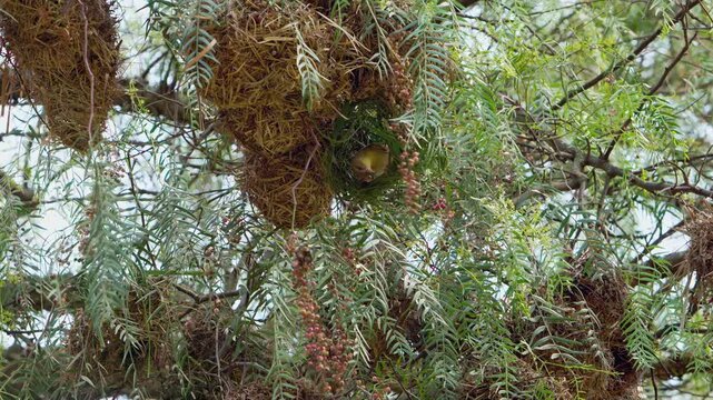 Vibrant yellow weaving bird tenderly delivers sustenance to its eager chicks. Young reside within their beautifully crafted, intricate hanging nest, nestled among lush green tree leaves during day.