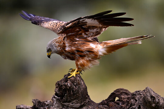 Rotmilan, Roter Milan // Red Kite (Milvus milvus) - Nationalpark Monfrag&uuml;e, Extremadura, Spanien