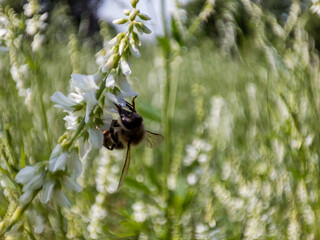 Honey bee pollinates white flower in summer meadow. Macro shot of insect collecting nectar and pollen from blooming plant. © Maria Moroz