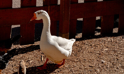 Domestic White Goose on a Farmyard with Wooden Fence Background in Bright Sunlight © dizfoto1973