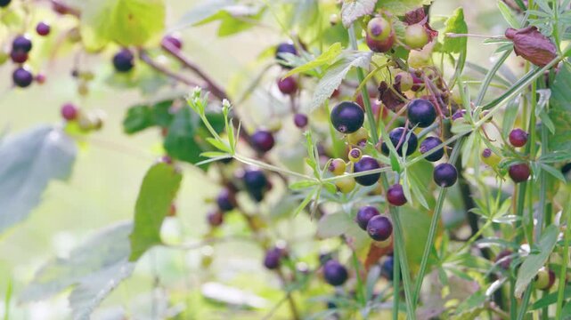 Close-up currant clusters ripening on leafy garden stems with soft daylight and shallow depth of field
