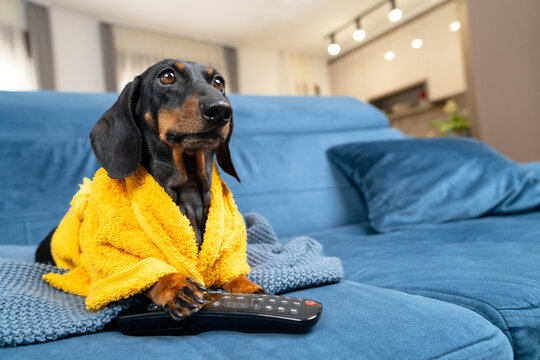 A black and tan dachshund dog wearing a yellow bathrobe lies on a blue couch at home, holding a remote control with its paw as if changing channels, a humorous concept of television addiction.