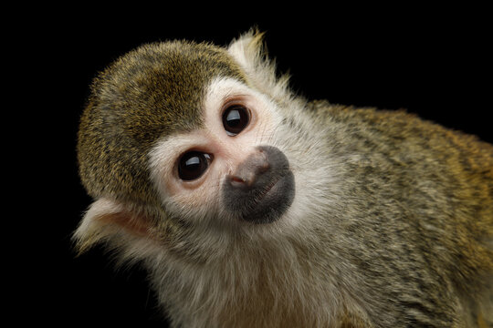 Squirrel monkey portrait with head tilted isolated on black background