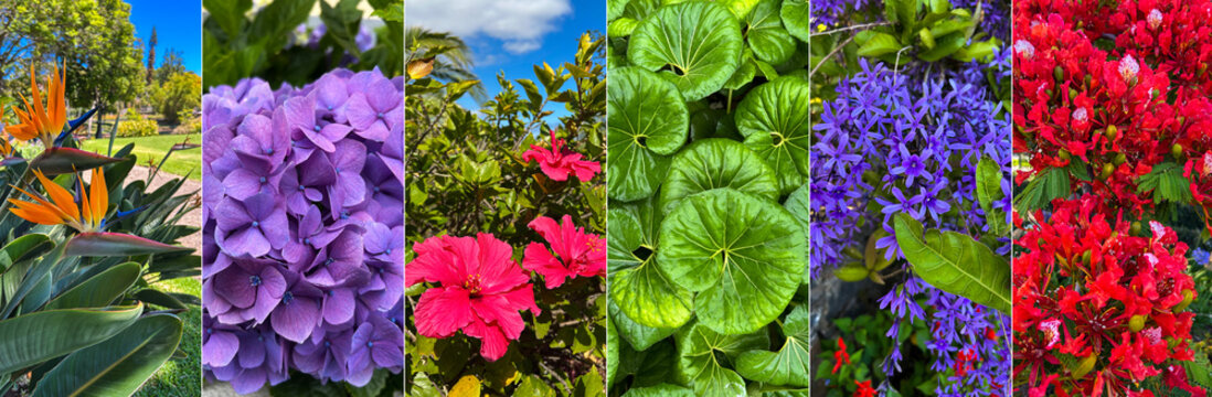 Collage of tropical flowers. Close-up. Nature background.