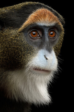 De Brazza's monkey portrait shown in profile isolated on black background