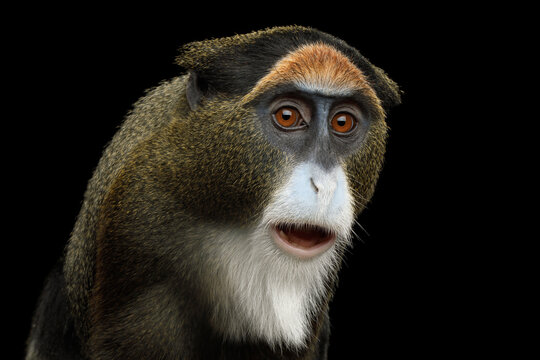 De Brazza's monkey close-up portrait with surprised expression isolated on black background