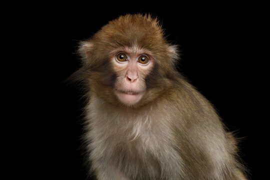 Japanese macaque portrait facing camera isolated on black background