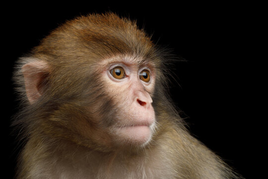 Japanese macaque portrait looking sideways isolated on black background