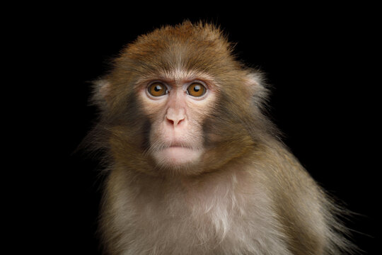 Angry Japanese macaque staring directly at camera isolated on black background