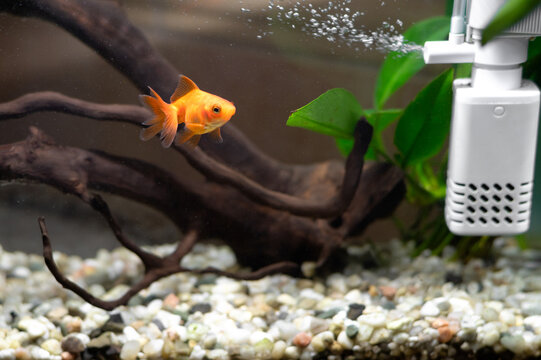 Goldfish in a home aquarium with natural driftwood and aquatic plants. Aquarium fish in a natural underwater environment, concept of pet care and aquarium keeping.