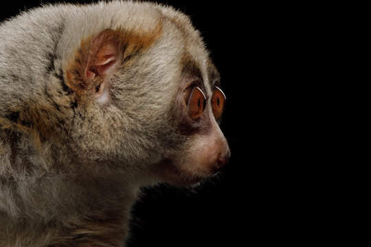 Slow loris portrait shown in profile isolated on black background