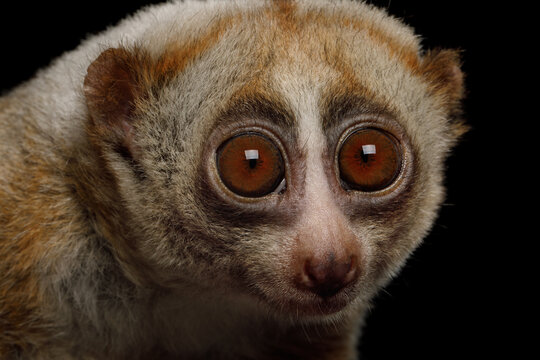Slow loris close-up portrait with large round eyes isolated on black background