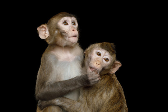 Two rhesus macaques each other showing care and feeding behavior isolated on black background