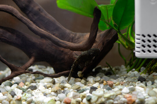 Bristlenose pleco resting on natural driftwood in a home aquarium, with algae and an air compressor for water aeration. Concept of aquarium keeping, fish care and aquatic environment.