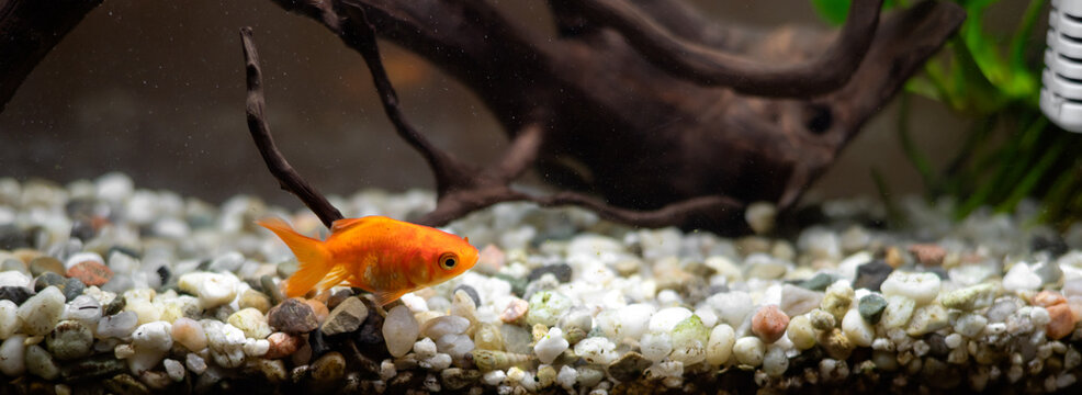 Goldfish in a home aquarium with natural driftwood and aquatic plants. Aquarium fish in a natural underwater environment, concept of pet care and aquarium keeping.
