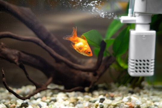 Goldfish in a home aquarium with natural driftwood and aquatic plants, with an air compressor for water aeration. Aquarium keeping, fish care and pet concept.