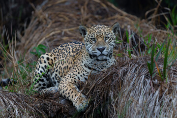 Fototapeta premium Jaguar (Panthera onca) resting in the Northern Pantanal in Mata Grosso in Brazil