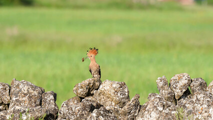 Eurasian Hoopoe Carrying Food on a Stone Wall, Segovia © Banu