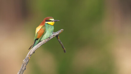 Obraz premium European Bee-eater Perched on Dead Branch with Soft Bokeh Background