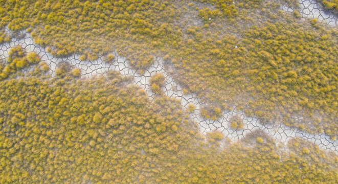 Aerial view of cracked dry earth and parched soil winding through yellow tundra vegetation, illustrating the effects of drought and climate change
