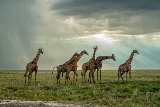 Tower of giraffe walking in a thunderstorm in the late hot summer in Etosha National Park
